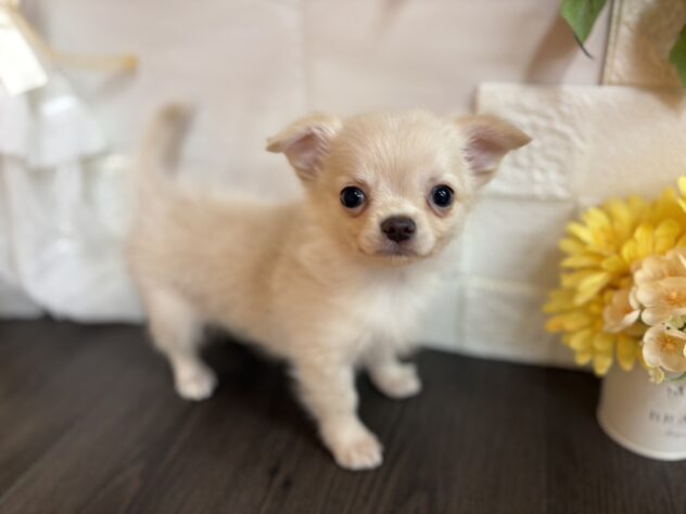 宮城県のチワワ(ロング) (アミーゴ古川駅前店/2025年12月14日生まれ/男の子/クリームホワイト)の子犬の1枚目の画像