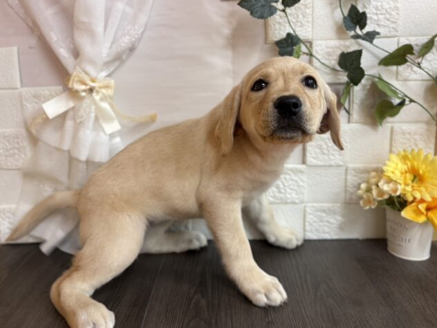 宮城県のラブラドールレトリーバー (アミーゴ古川駅前店/2025年11月13日生まれ/女の子/イエロー)の子犬の2枚目の画像