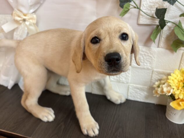 宮城県のラブラドールレトリーバー (アミーゴ古川駅前店/2025年11月13日生まれ/女の子/イエロー)の子犬の1枚目の画像