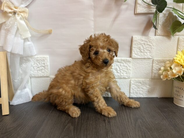 宮城県のトイプードル(トイ) (アミーゴ古川駅前店/2025年12月10日生まれ/男の子/レッドフォーン)の子犬の2枚目の画像