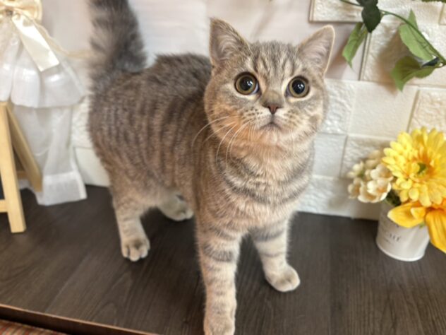 宮城県のブリティッシュショートヘアー (アミーゴ古川駅前店/2025年9月18日生まれ/女の子/ブルータビー)の子猫の1枚目の画像