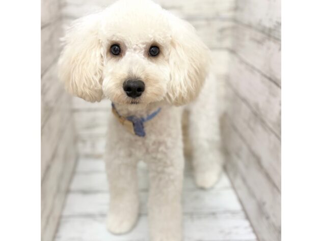 福島県のトイプードル(トイ) (アミーゴいわき店/2025年6月11日生まれ/男の子/クリーム)の子犬の2枚目の画像