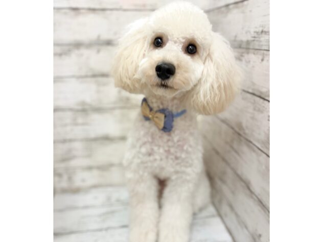福島県のトイプードル(トイ) (アミーゴいわき店/2025年6月11日生まれ/男の子/クリーム)の子犬の1枚目の画像