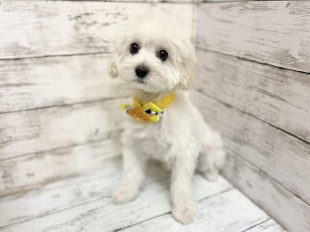 福島県のハーフ犬・ミックス犬 (アミーゴいわき店/2025年10月28日生まれ/男の子/06 ホワイト系)の子犬の1枚目の画像