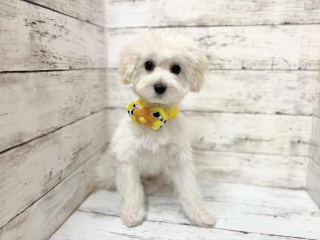 福島県のハーフ犬・ミックス犬 (アミーゴいわき店/2025年10月28日生まれ/男の子/06 ホワイト系)の子犬の2枚目の画像