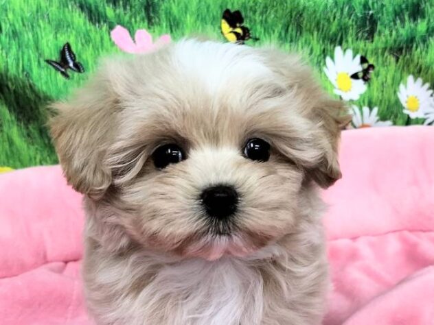 和歌山県のハーフ犬・ミックス犬 (アミーゴ和歌山太田店/2025年12月14日生まれ/女の子/クリーム)の子犬の1枚目の画像