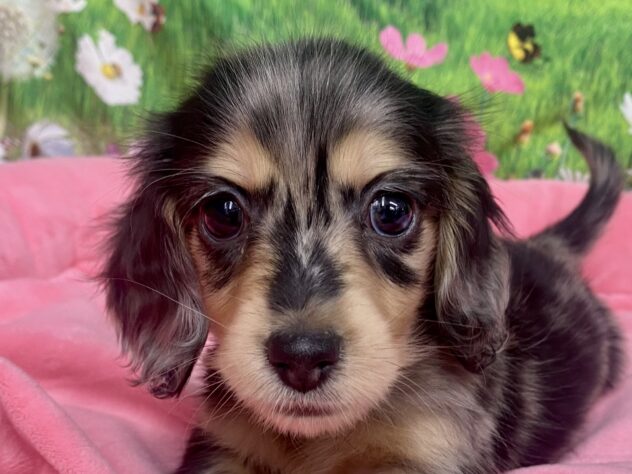 和歌山県のミニチュアダックスフンド(ロング) (アミーゴ和歌山太田店/2025年12月14日生まれ/女の子/シルバーダップル)の子犬の1枚目の画像