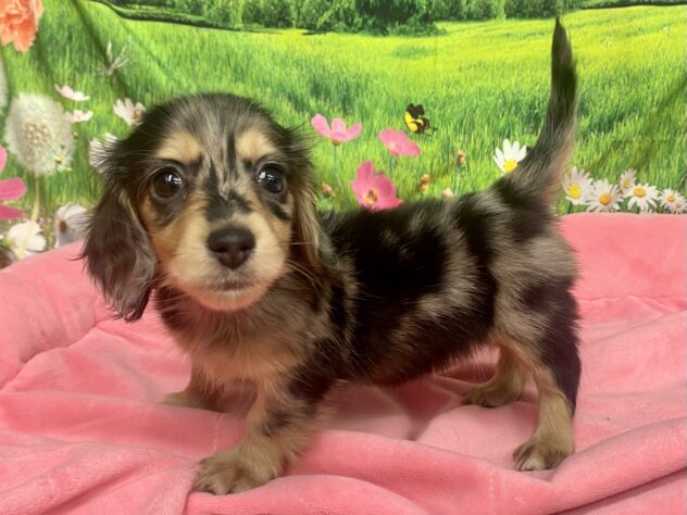 和歌山県のミニチュアダックスフンド(ロング) (アミーゴ和歌山太田店/2025年12月14日生まれ/女の子/シルバーダップル)の子犬の2枚目の画像