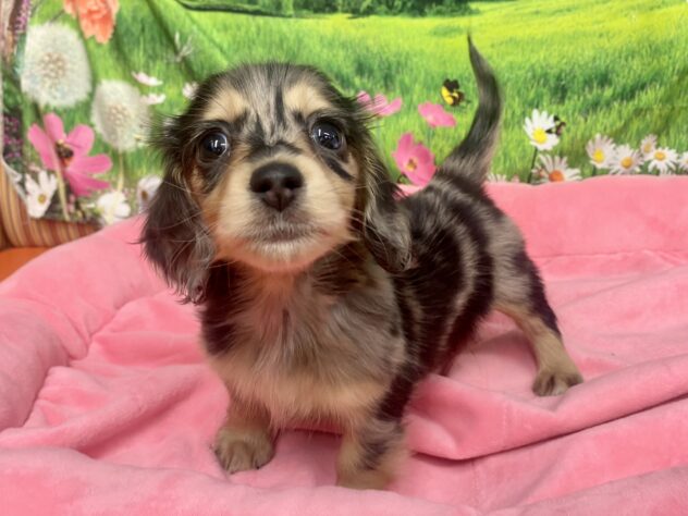 和歌山県のミニチュアダックスフンド(ロング) (アミーゴ和歌山太田店/2025年12月14日生まれ/女の子/シルバーダップル)の子犬の4枚目の画像