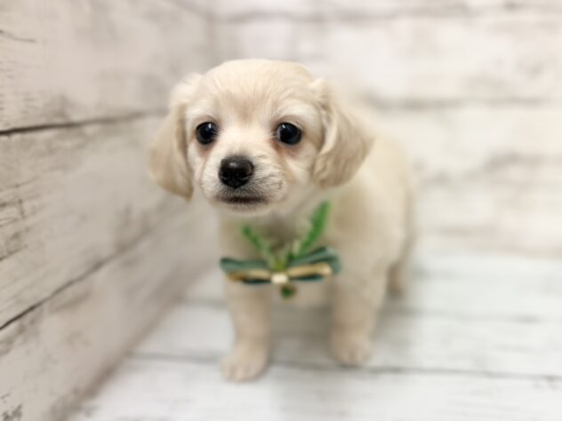 福島県のハーフ犬・ミックス犬 (アミーゴいわき店/2025年12月16日生まれ/男の子/クリーム)の子犬の2枚目の画像