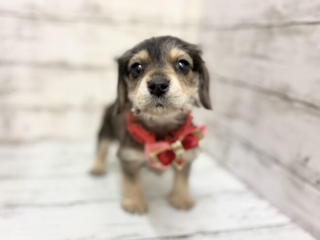 福島県のハーフ犬・ミックス犬 (アミーゴいわき店/2025年12月16日生まれ/女の子/シルバーダップル)の子犬の1枚目の画像