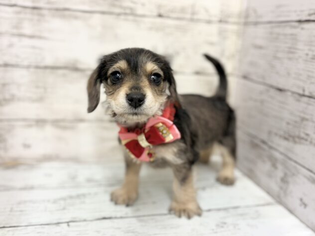 福島県のハーフ犬・ミックス犬 (アミーゴいわき店/2025年12月16日生まれ/女の子/シルバーダップル)の子犬の2枚目の画像