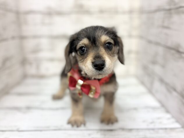 福島県のハーフ犬・ミックス犬 (アミーゴいわき店/2025年12月16日生まれ/女の子/シルバーダップル)の子犬の3枚目の画像