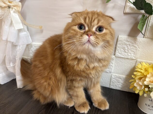 宮城県のスコティッシュフォールド (アミーゴ古川駅前店/2025年8月9日生まれ/男の子/レッドタビー)の子猫の1枚目の画像