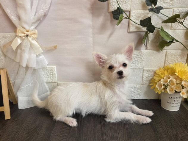 宮城県のハーフ犬・ミックス犬 (アミーゴ古川駅前店/2025年9月14日生まれ/女の子/06 ホワイト系)の子犬の2枚目の画像