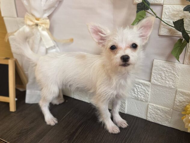 宮城県のハーフ犬・ミックス犬 (アミーゴ古川駅前店/2025年9月14日生まれ/女の子/06 ホワイト系)の子犬の1枚目の画像