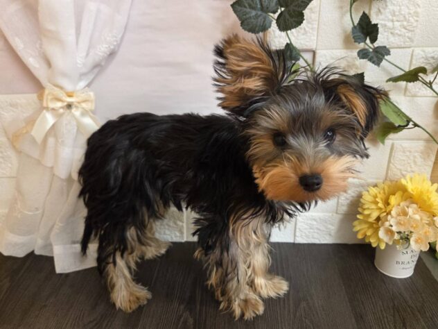 宮城県のヨークシャーテリア (アミーゴ古川駅前店/2025年9月21日生まれ/女の子/スチールブルータン)の子犬の1枚目の画像