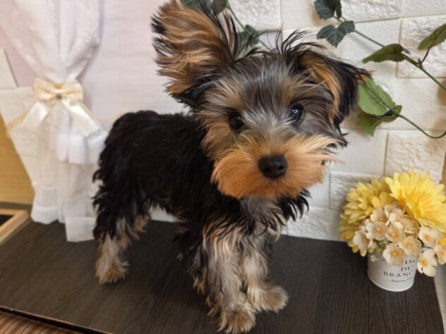 宮城県のヨークシャーテリア (アミーゴ古川駅前店/2025年9月21日生まれ/女の子/スチールブルータン)の子犬の1枚目の画像