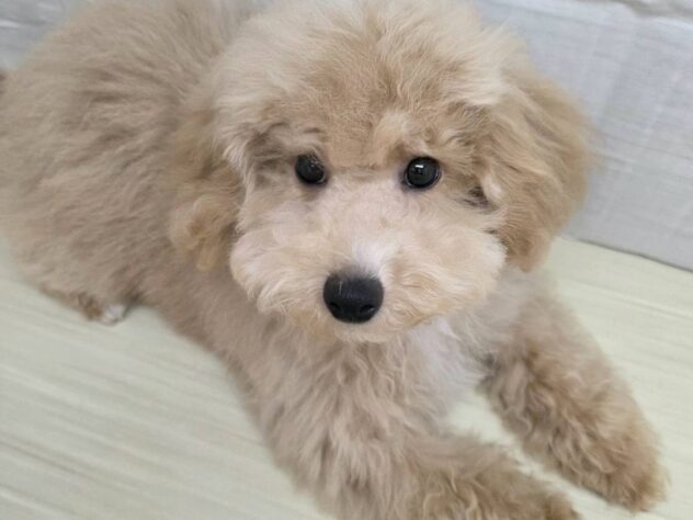 山形県のハーフ犬・ミックス犬 (アミーゴ米沢店/2025年10月4日生まれ/男の子/レッドホワイト)の子犬の2枚目の画像