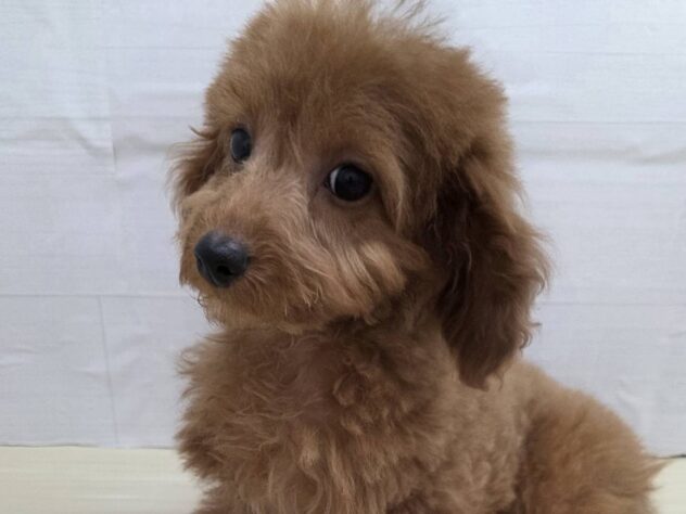 山形県のトイプードル(トイ) (アミーゴ米沢店/2025年11月12日生まれ/女の子/レッドフォーン)の子犬の2枚目の画像