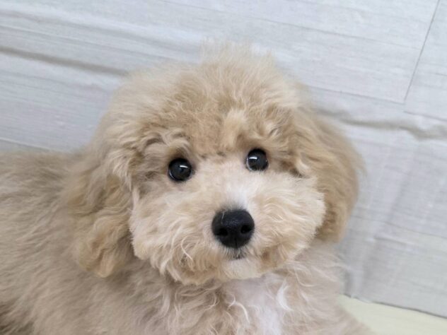 山形県のハーフ犬・ミックス犬 (アミーゴ米沢店/2025年10月4日生まれ/男の子/レッドホワイト)の子犬の1枚目の画像