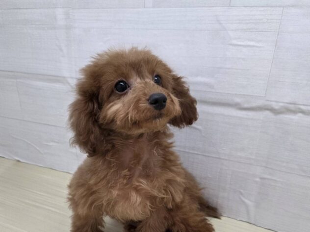 山形県のトイプードル(トイ) (アミーゴ米沢店/2025年11月12日生まれ/女の子/レッドフォーン)の子犬の1枚目の画像