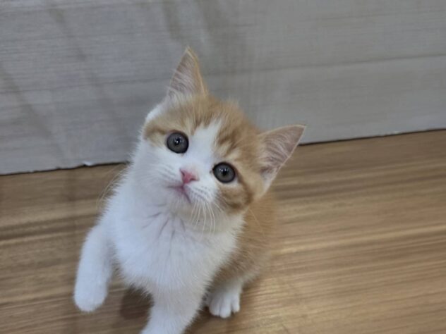 山形県のスコティッシュフォールド (アミーゴ米沢店/2025年12月17日生まれ/男の子/レッドタビーホワイト)の子猫の1枚目の画像