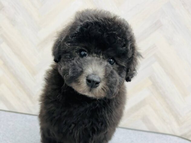 岡山県のトイプードル(トイ) (アミーゴ水島店/2025年12月16日生まれ/男の子/シルバー)の子犬の3枚目の画像