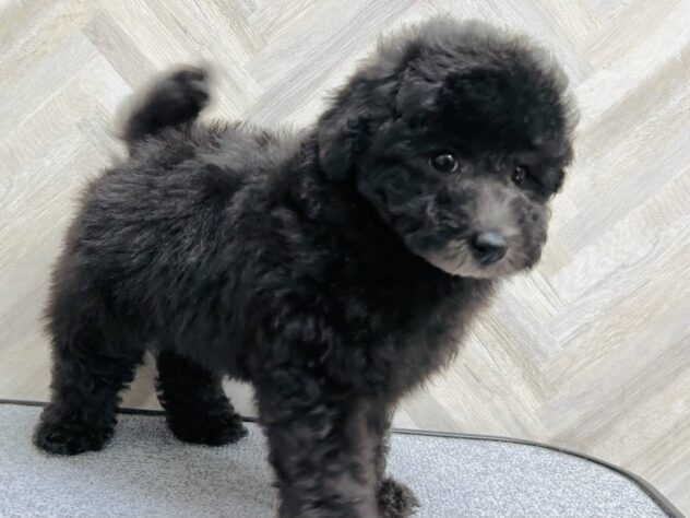 岡山県のトイプードル(トイ) (アミーゴ水島店/2025年12月16日生まれ/男の子/シルバー)の子犬の2枚目の画像