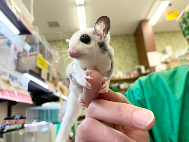 フクロモモンガプラチナモザイク厳選選別個体 | ペットワールド アミーゴ