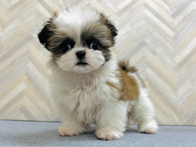 岡山県のシーズー (アミーゴ水島店/2025年12月18日生まれ/女の子/ゴールドホワイト)の子犬の2枚目の画像