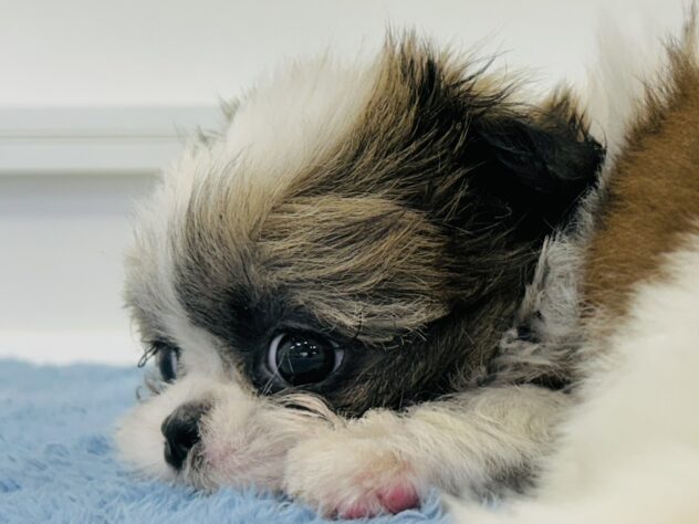 岡山県のシーズー (アミーゴ水島店/2025年12月18日生まれ/女の子/ゴールドホワイト)の子犬の3枚目の画像