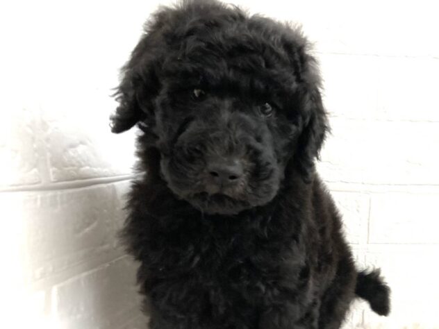 岡山県のスタンダードプードル (アミーゴ水島店/2025年12月15日生まれ/男の子/グレー)の子犬の1枚目の画像