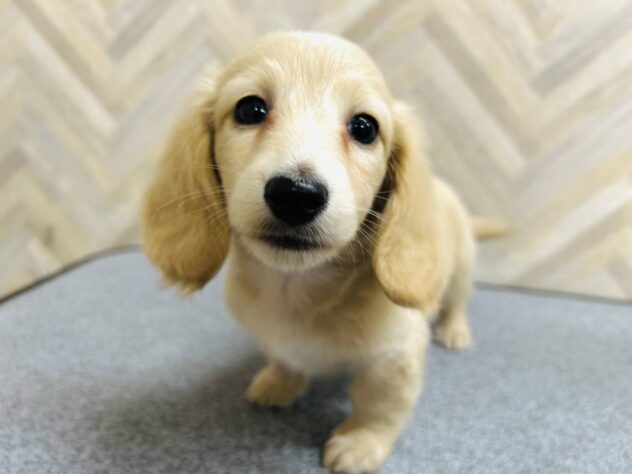 岡山県のミニチュアダックスフンド(ロング) (アミーゴ水島店/2025年12月18日生まれ/女の子/イエロー)の子犬の3枚目の画像