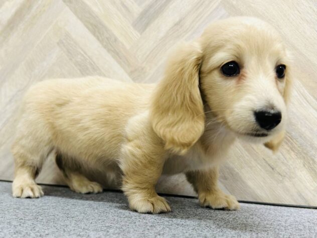 岡山県のミニチュアダックスフンド(ロング) (アミーゴ水島店/2025年12月18日生まれ/女の子/イエロー)の子犬の2枚目の画像