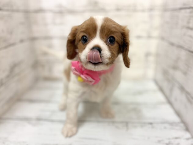 福島県のキャバリアキングチャールズスパニエル (アミーゴいわき店/2025年12月23日生まれ/女の子/ブレンハイム)の子犬の3枚目の画像