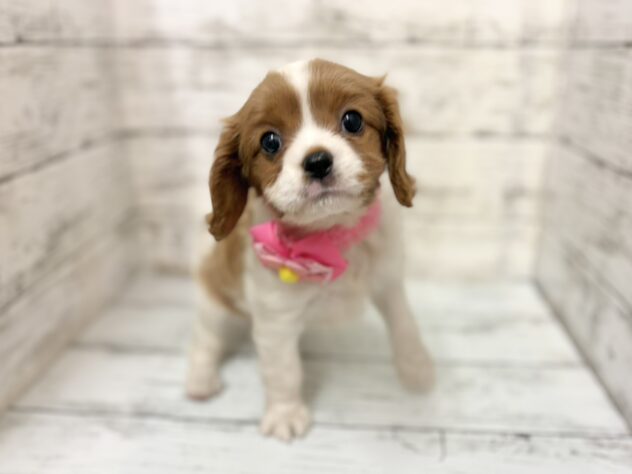 福島県のキャバリアキングチャールズスパニエル (アミーゴいわき店/2025年12月23日生まれ/女の子/ブレンハイム)の子犬の1枚目の画像