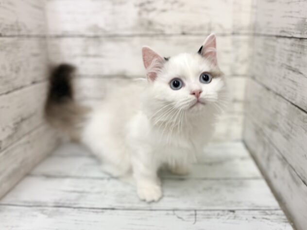 福島県のラグドール (アミーゴいわき店/2025年11月3日生まれ/男の子/シールポイントバイカラー)の子猫