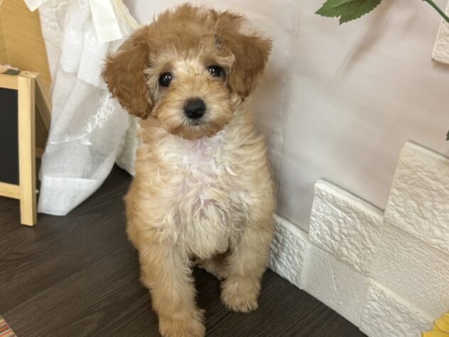 宮城県のトイプードル(トイ) (アミーゴ古川駅前店/2025年12月10日生まれ/女の子/レッドフォーン)の子犬の1枚目の画像