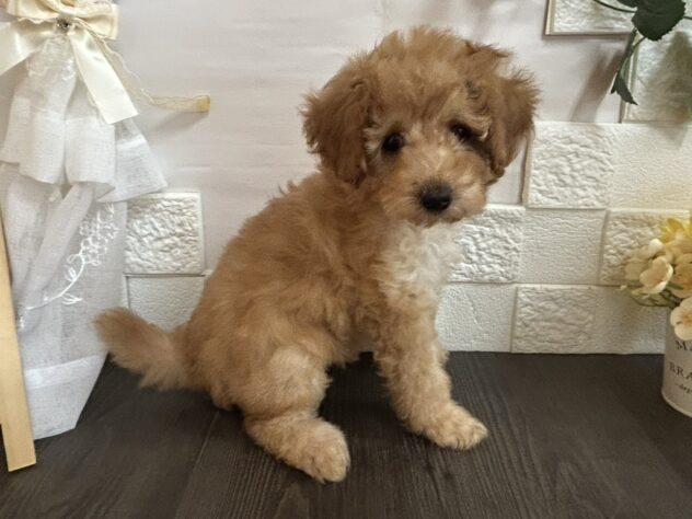 宮城県のトイプードル(トイ) (アミーゴ古川駅前店/2025年12月10日生まれ/女の子/レッドフォーン)の子犬の2枚目の画像