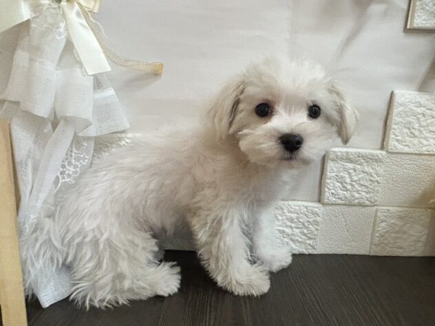 宮城県のマルチーズ (アミーゴ古川駅前店/2025年11月16日生まれ/男の子/ホワイト)の子犬の2枚目の画像