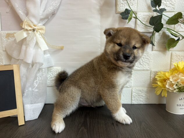 宮城県の柴犬(標準サイズ) (アミーゴ古川駅前店/2025年12月23日生まれ/男の子/赤)の子犬の2枚目の画像