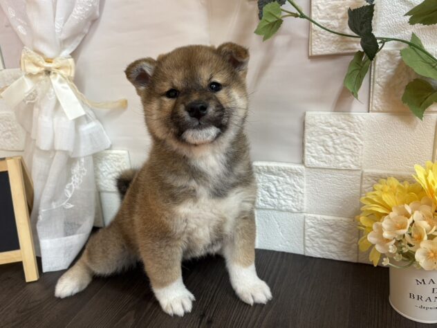 宮城県の柴犬(標準サイズ) (アミーゴ古川駅前店/2025年12月23日生まれ/男の子/赤)の子犬の1枚目の画像