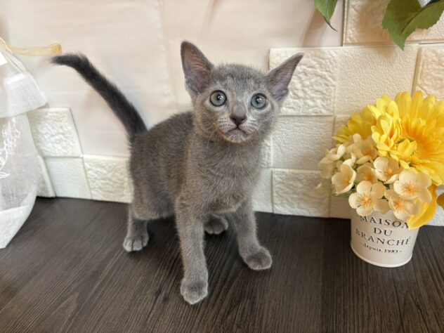 宮城県のロシアンブルー (アミーゴ古川駅前店/2025年12月25日生まれ/女の子/ブルー)の子猫の1枚目の画像