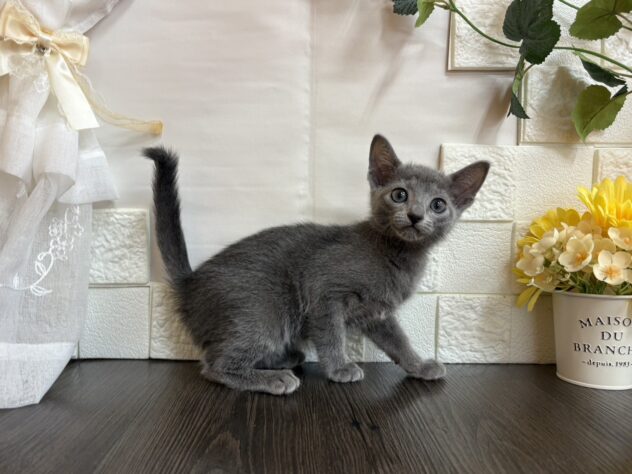 宮城県のロシアンブルー (アミーゴ古川駅前店/2025年12月25日生まれ/女の子/ブルー)の子猫の2枚目の画像