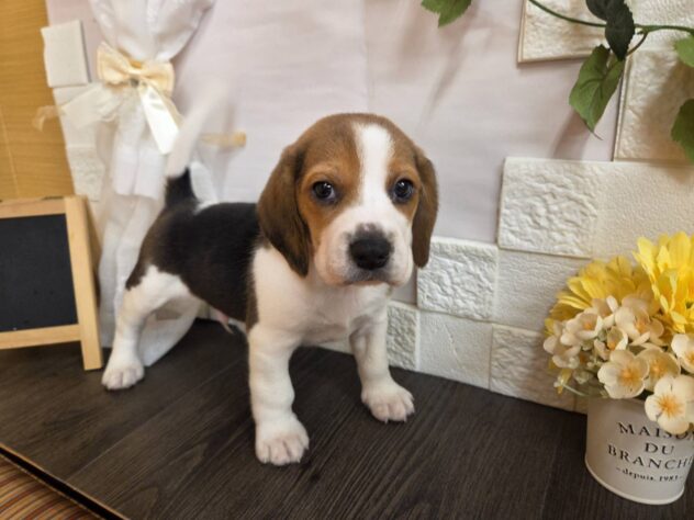 宮城県のビーグル (アミーゴ古川駅前店/2025年12月30日生まれ/男の子/ブラックタンホワイト)の子犬