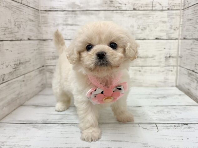 福島県のハーフ犬・ミックス犬 (アミーゴいわき店/2025年12月28日生まれ/女の子/クリーム)の子犬