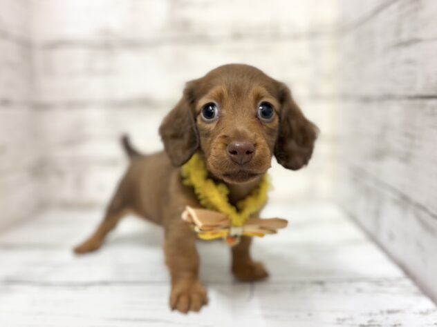 福島県のミニチュアダックスフンド(ロング) (アミーゴいわき店/2025年12月27日生まれ/女の子/チョコレートタン)の子犬