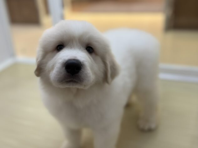山形県のグレートピレニーズ (アミーゴ米沢店/2025年12月30日生まれ/男の子/ホワイト)の子犬