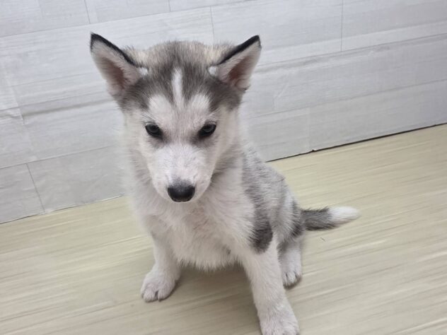 山形県のシベリアンハスキー (アミーゴ米沢店/2025年12月21日生まれ/男の子/シルバーホワイト)の子犬